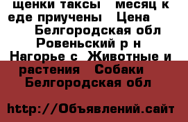 щенки таксы 1 месяц к еде приучены › Цена ­ 2 000 - Белгородская обл., Ровеньский р-н, Нагорье с. Животные и растения » Собаки   . Белгородская обл.